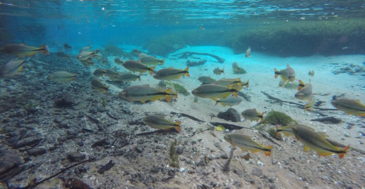 Flutuação Rio Sucuri - Bonito, MS