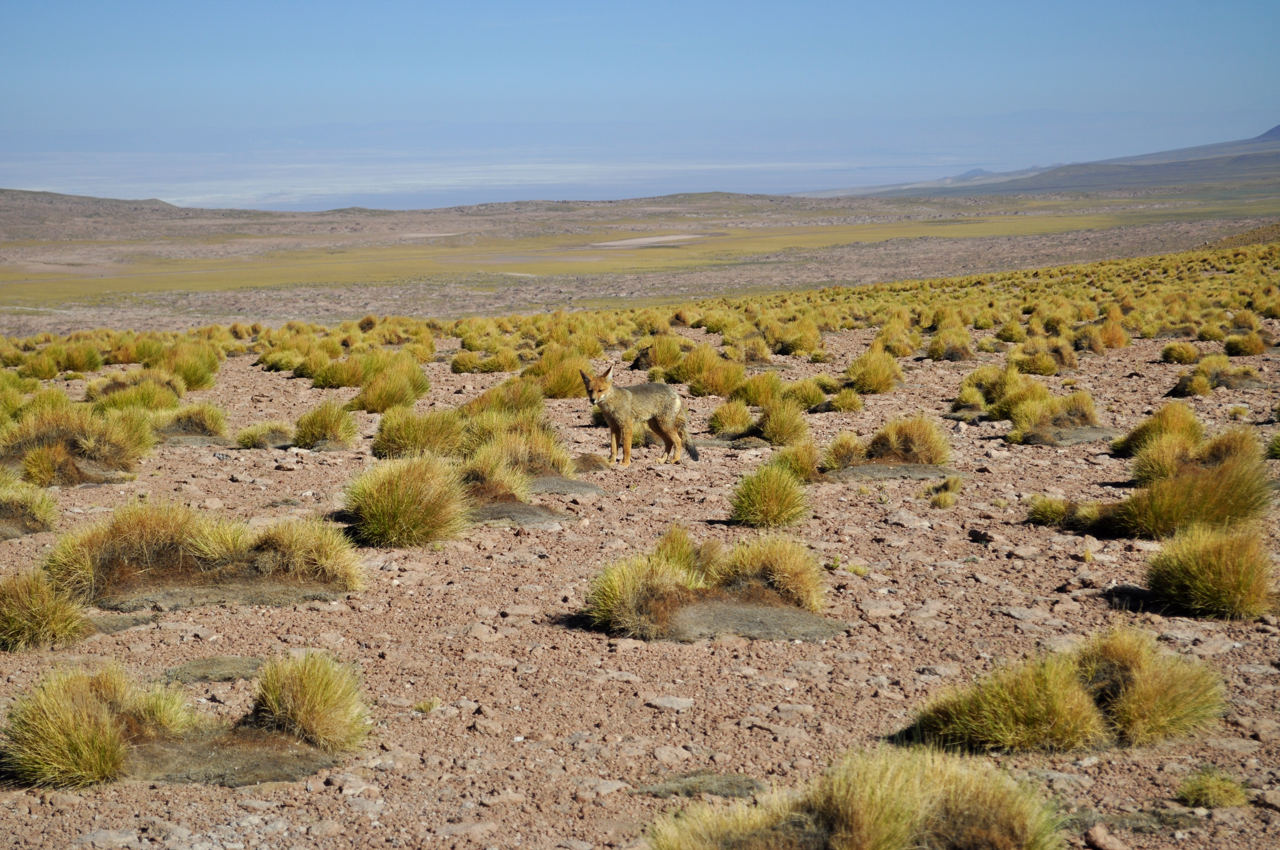 Lagunas Altiplânicas - Atacama