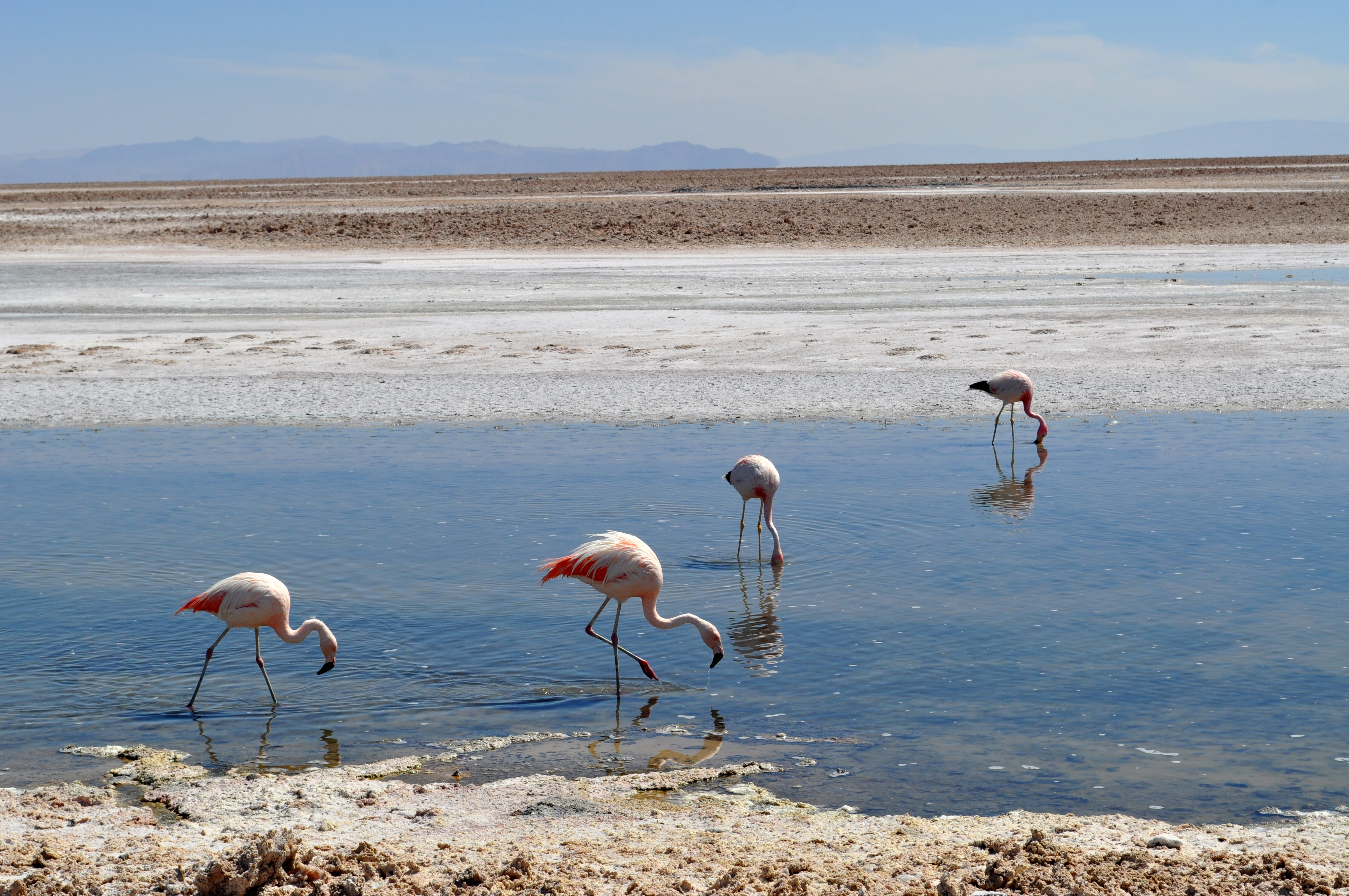 Laguna Chaxa - Reserva Nacional Los Flamencos