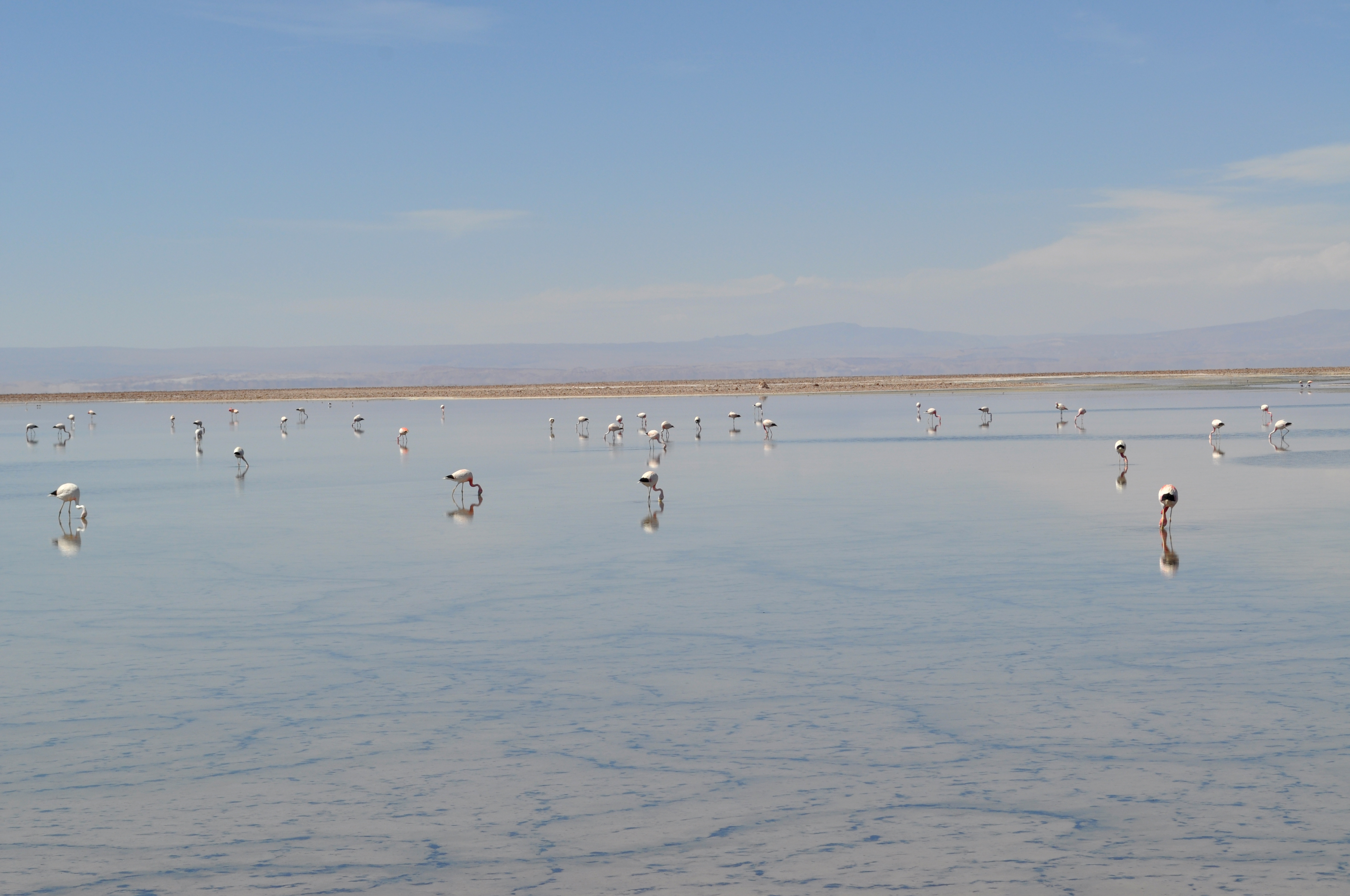 Laguna Chaxa - Reserva Nacional Los Flamencos